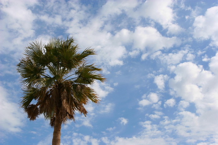 Palm in the Sky (*)