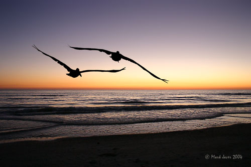 2nd Place Birdscape by Markjay