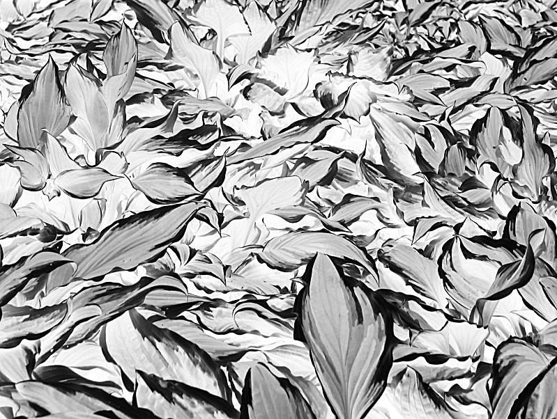 Leaves *