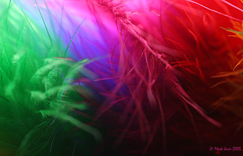 Feathered Abstract<br>by Markjay