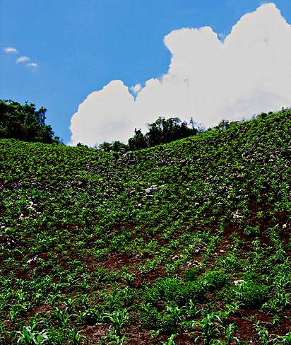 cornfield *