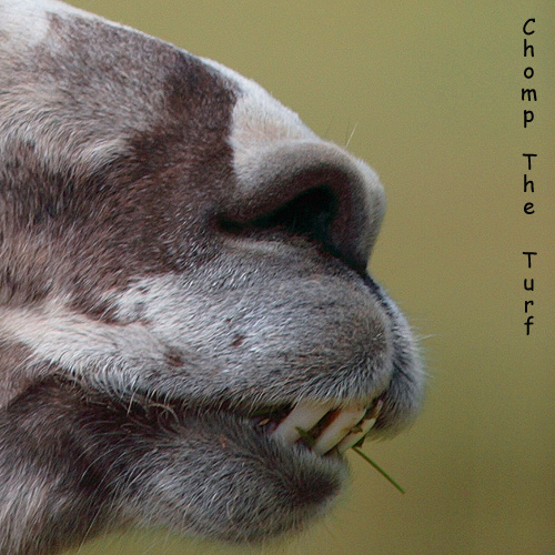 Chomp the Turf *