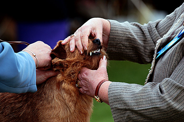 Dental checkup *