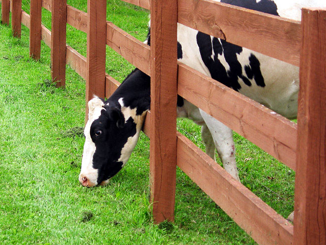 <b>4th:</b>Is it really greener on this side?   *<b> Jim B (MSP)</b>