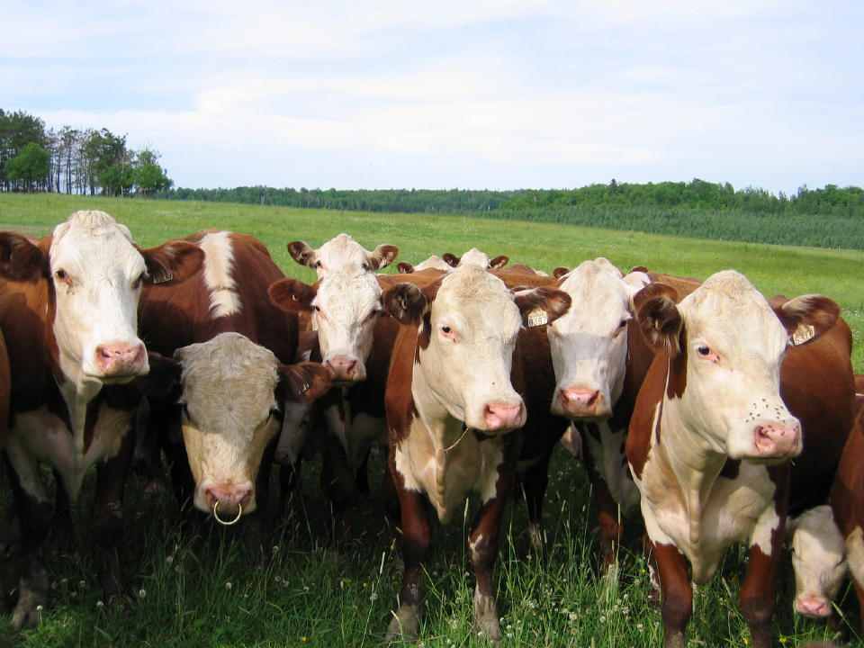 cowriosity *
