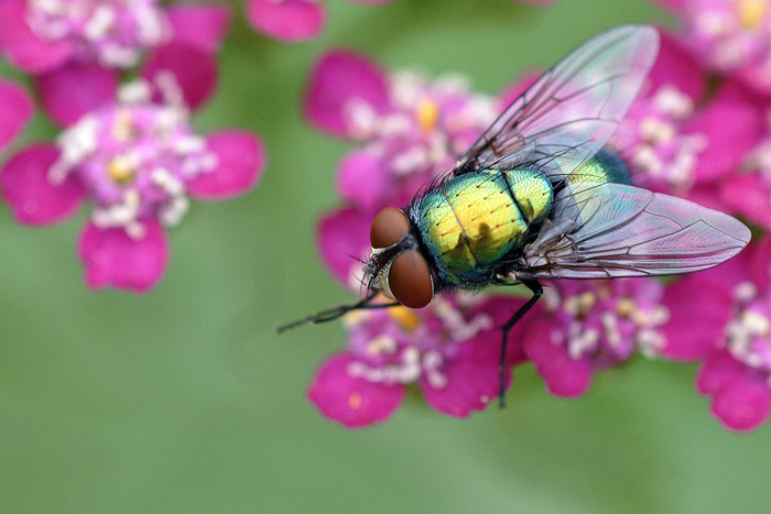 Macro = Curiosity *