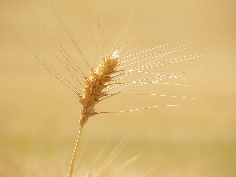 <b>5th - tie </b><br> Wheat On Wheat *<br>by jstaub
