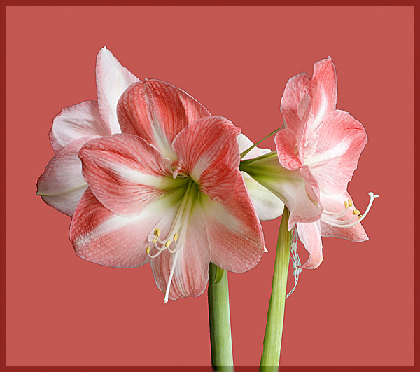 <B>Amarylis</b>