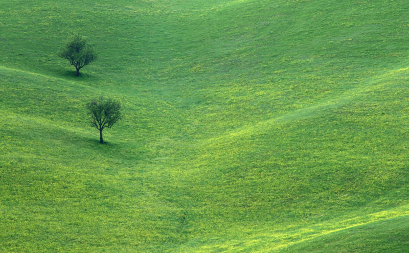 <b>5th - tie<br>Two Trees *</b>