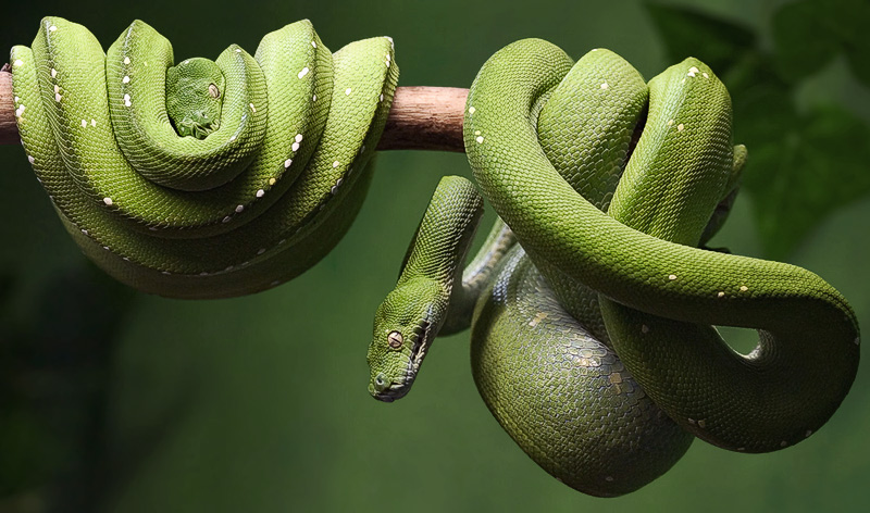<b>3rd<br>Recently In The Jungle*</b>