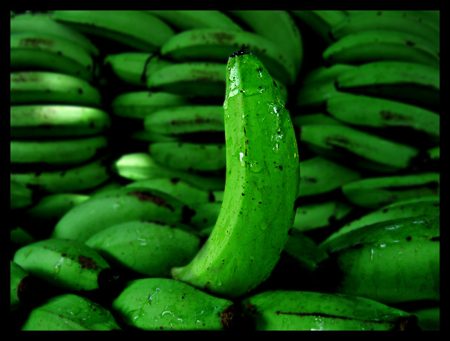 banana bonanza *