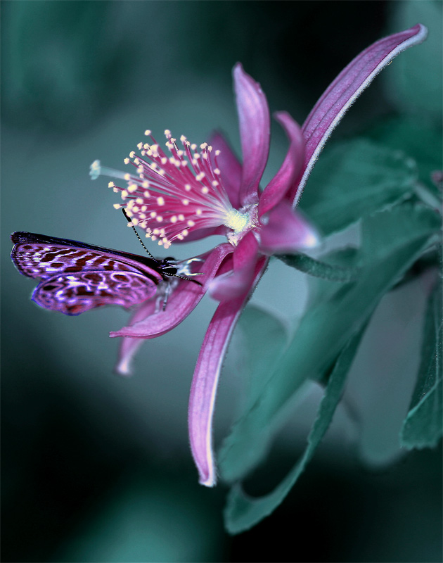 <b>Butterfly Connection</b>