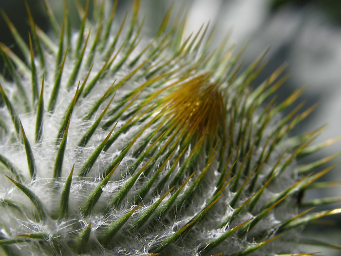 <b>weird flower*</b>