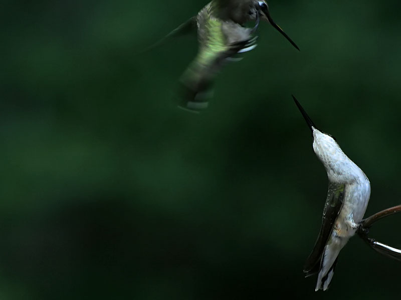 Catch Me! *