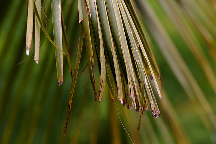 Palm *