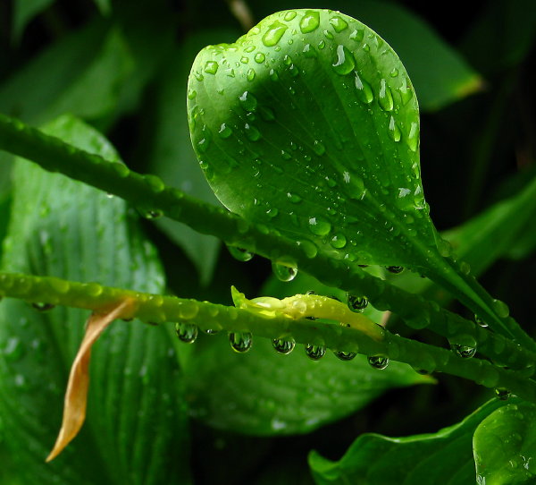 After the Rain *