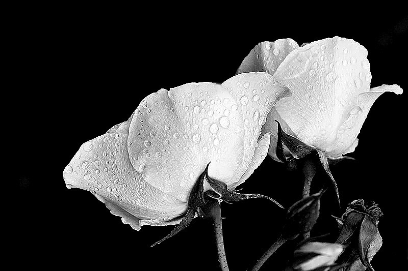 After the rain *