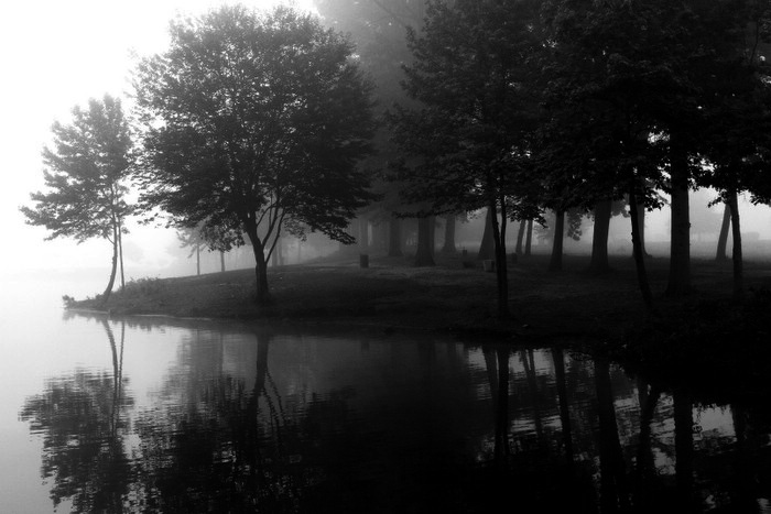 Fog of Trees *