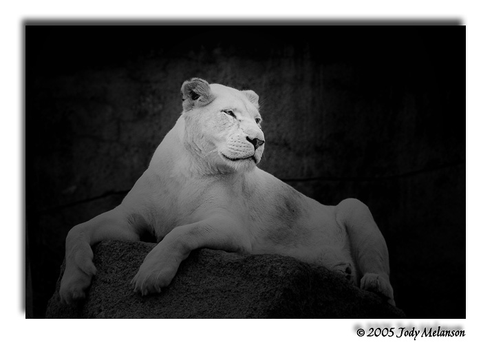 Future King of the Zoo *