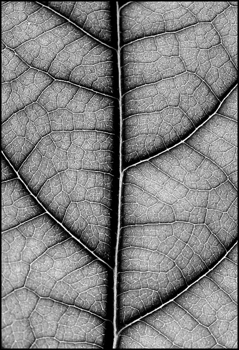 <b>4th</b> <br>Family Tree by <b>Techo</b>