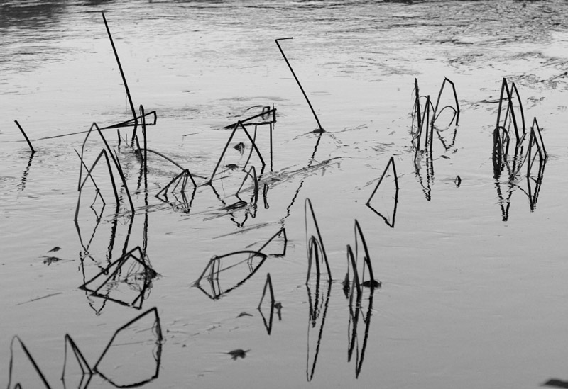 Reed The Reflections *