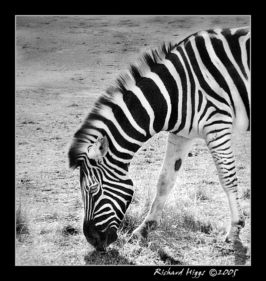 Zebra