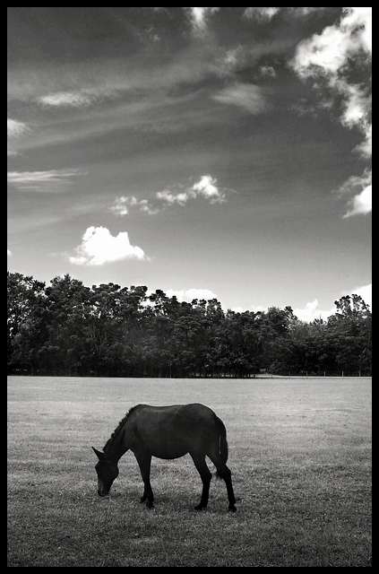on the farm (*)