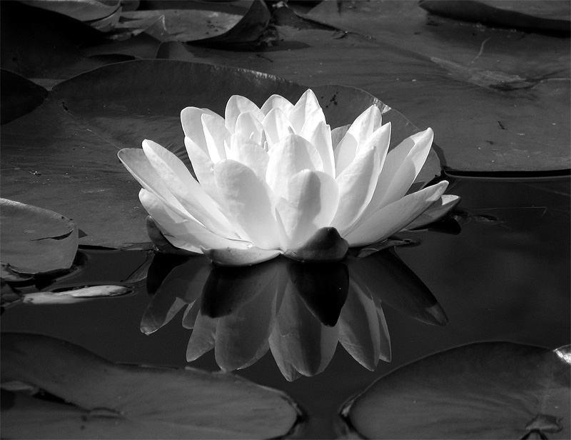 water lily*