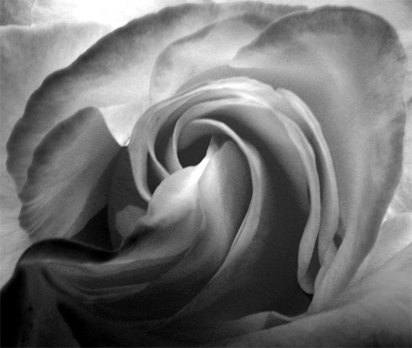 rose*