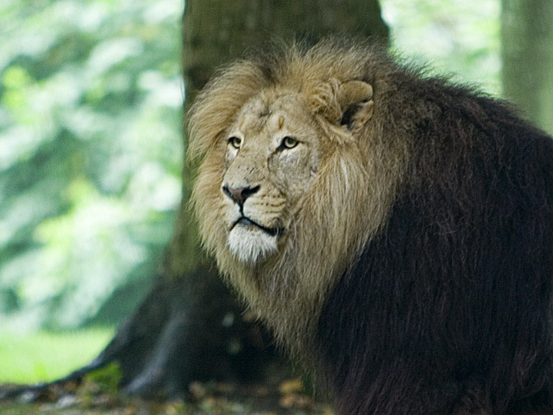 Lions Pride *