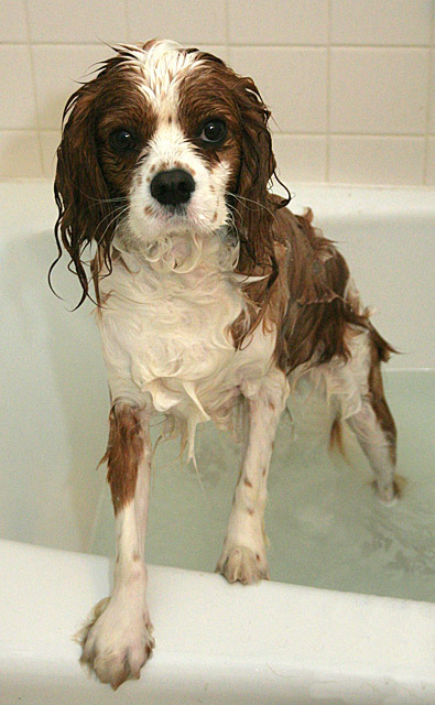 <B>Bath Time for Lolipop</b> *