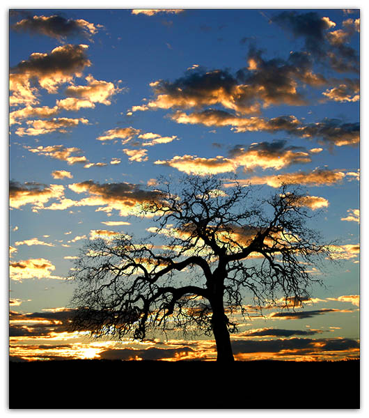 300 Year Old Oak