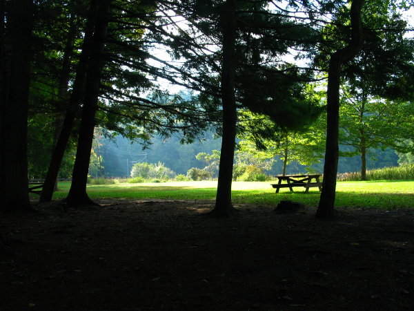 In the Clearing *