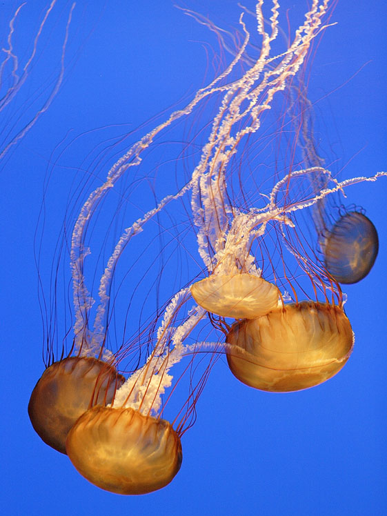 At the Aquarium - Sea Nettles (*)