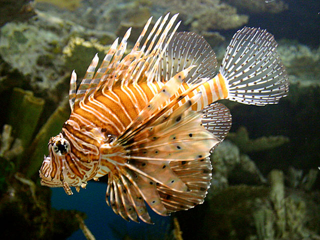 <B>Lion Fish</b> *