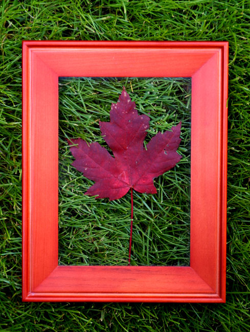 A Single Maple Leaf  *