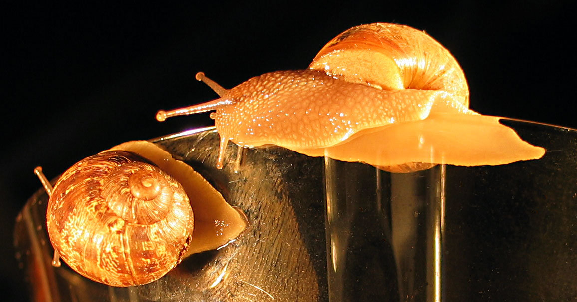 <b>Snails*</b>