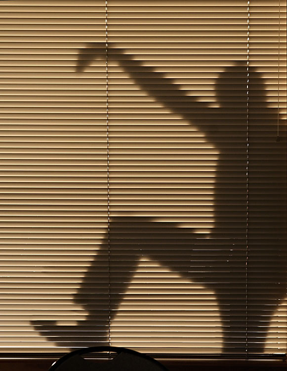 Goofy Brother Outside the Window (*)