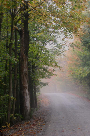 Lost In The Mist *