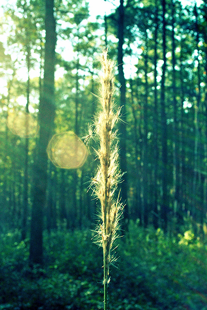 lone grass in a sea of pines (*)