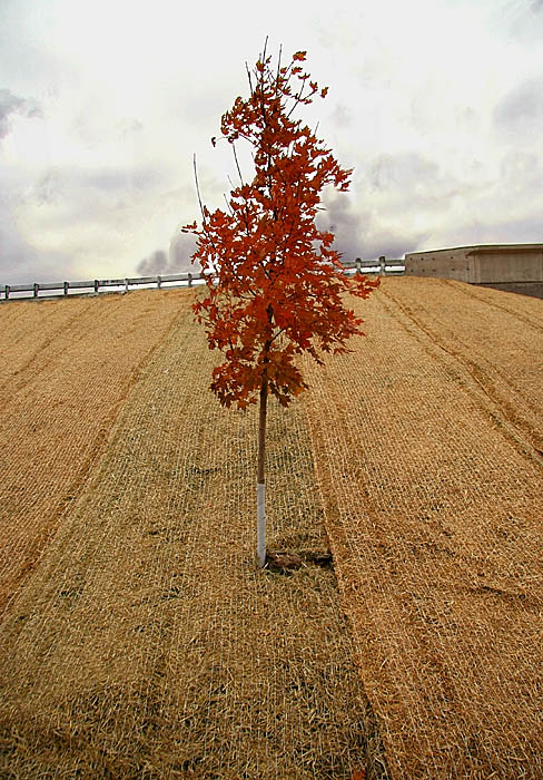 Lone Tree (*)