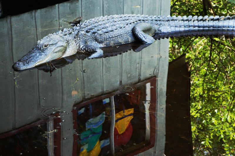 Gator-rait *