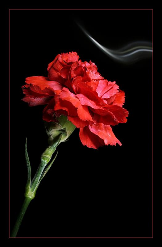 The Sweet Smell*
