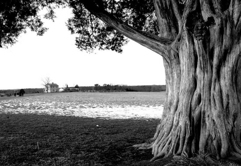 Broad Tree *