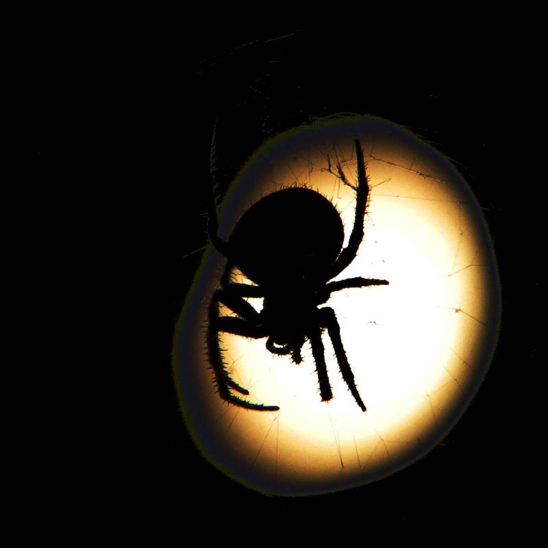 Moonlight Crawl *
