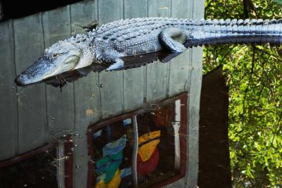 Gator-rait *