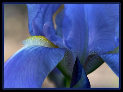 Blue Iris *