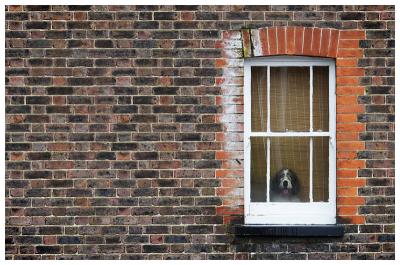How Much Is That Doggy In The Window *