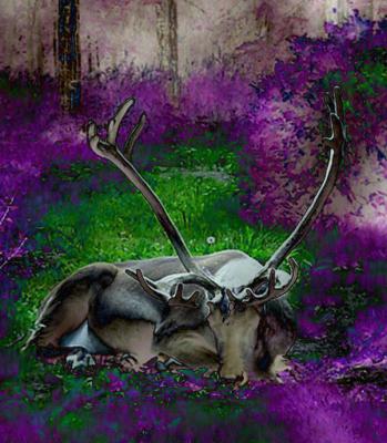 Dreaming Caribou*