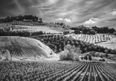 Tuscany Vineyards (IR)*